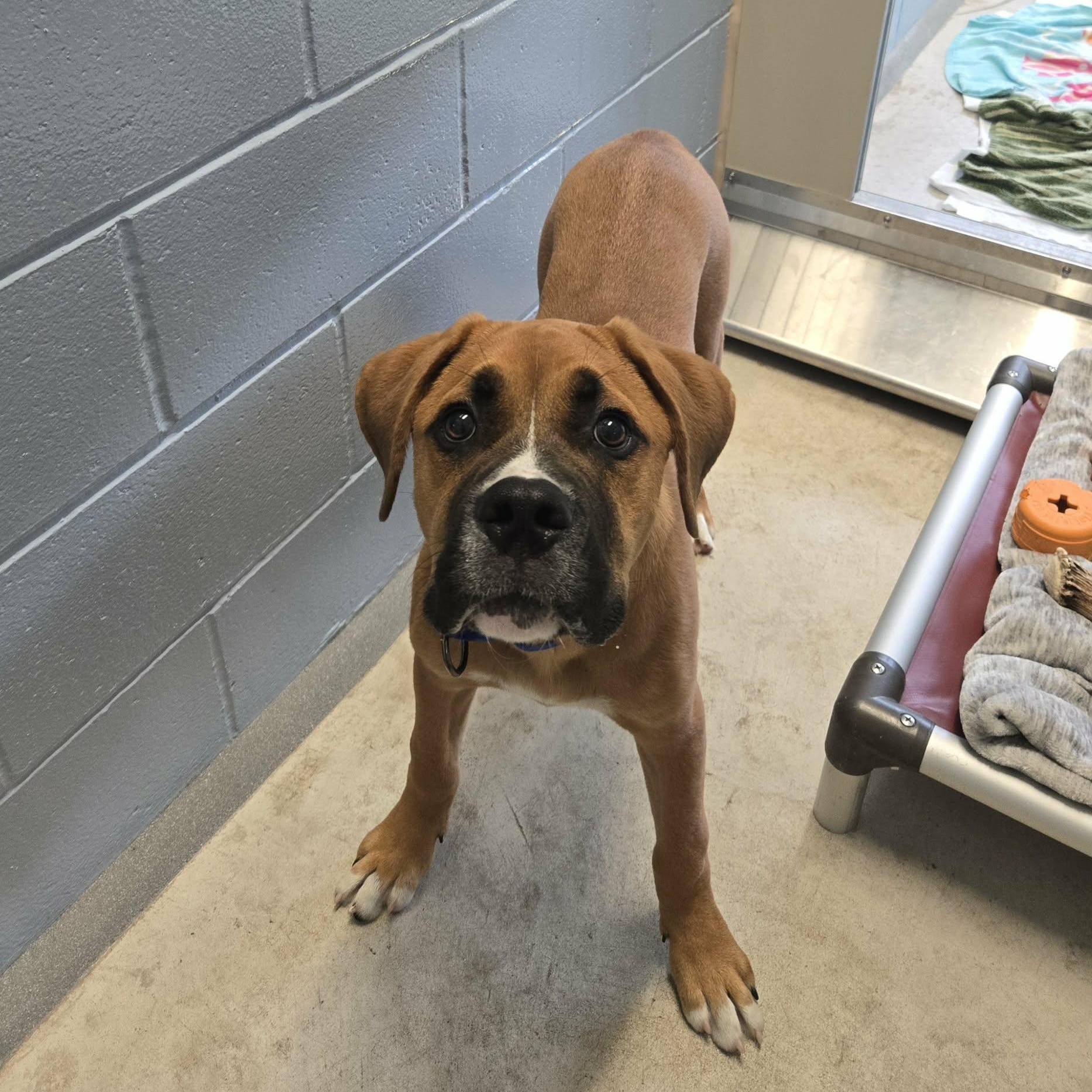 Bear (Foster), a ADOPTABLE mixed breed in Watertown, WI image 4/6
