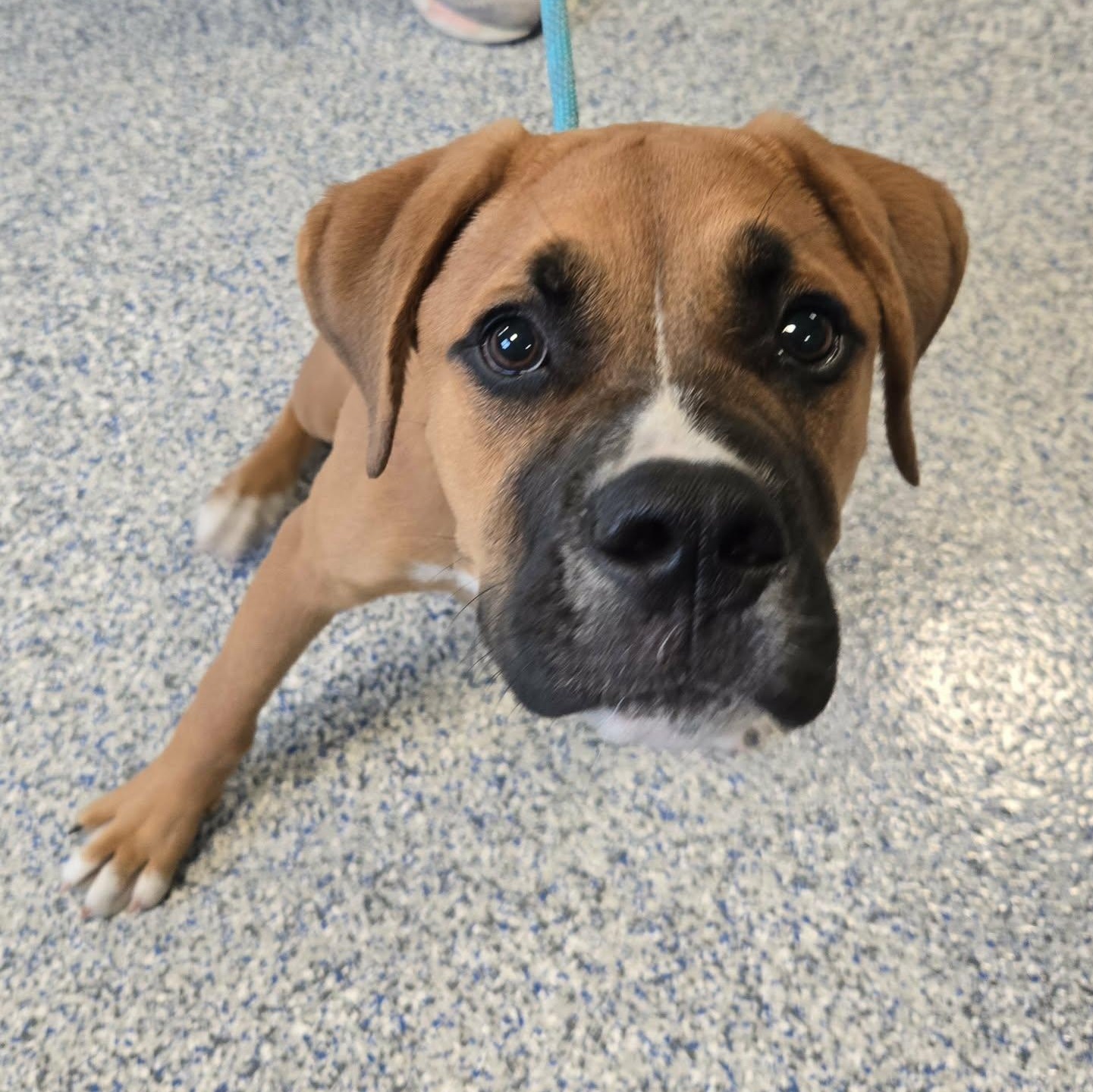 Bear (Foster), a ADOPTABLE mixed breed in Watertown, WI image 6/6
