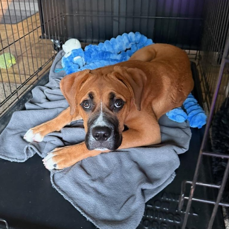 Bear (Foster), a ADOPTABLE mixed breed in Watertown, WI image 3/6