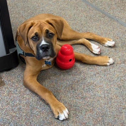 Bear (Foster), a ADOPTABLE mixed breed in Watertown, WI image 1/6