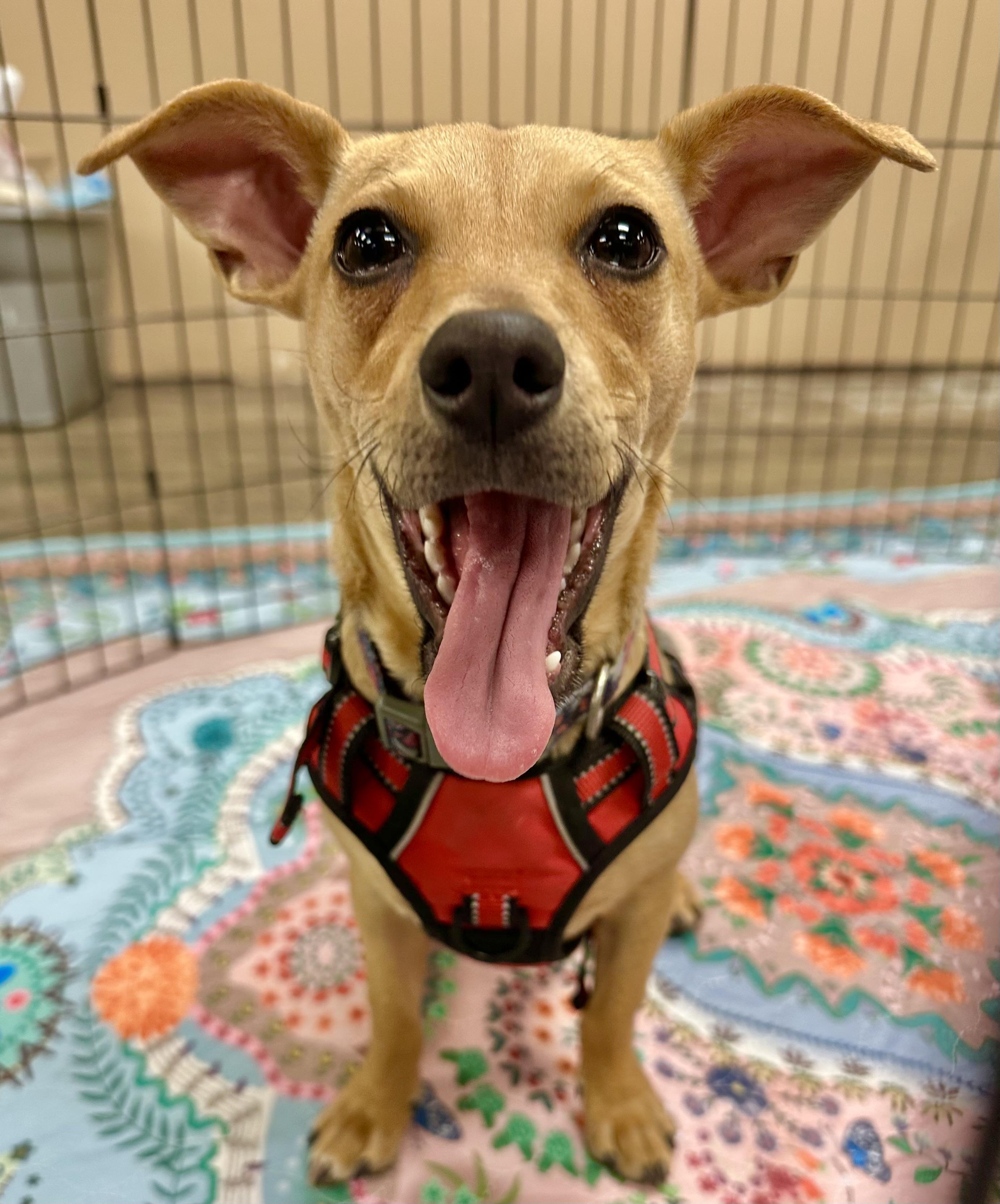 Nellie, Adoptable, Puppy Female Chihuahua & Corgi.