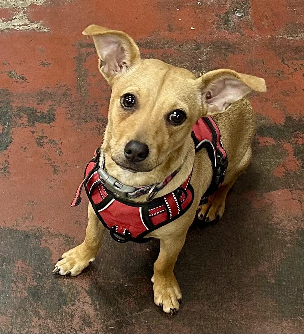 Enlarge Nellie, a Adoptable mixed breed in Riverside, CA image 2/4