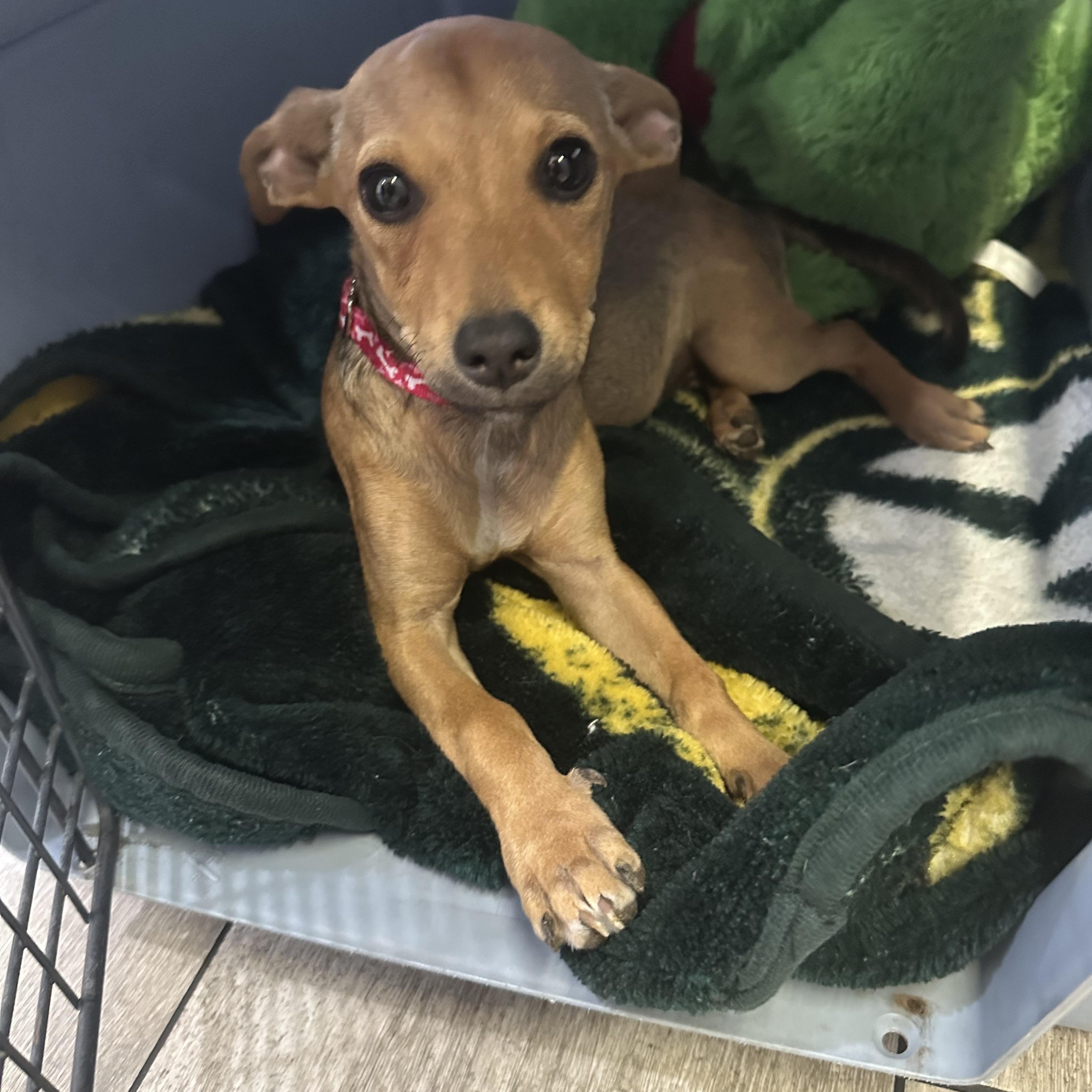 Nellie, a Adoptable Chiweenie in Riverside, CA image 2/4