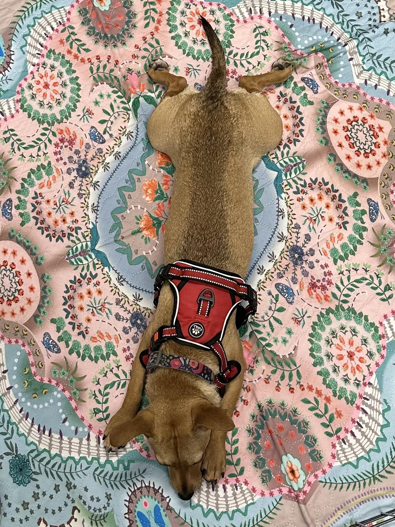 Enlarge Nellie, a Adoptable mixed breed in Riverside, CA image 3/4