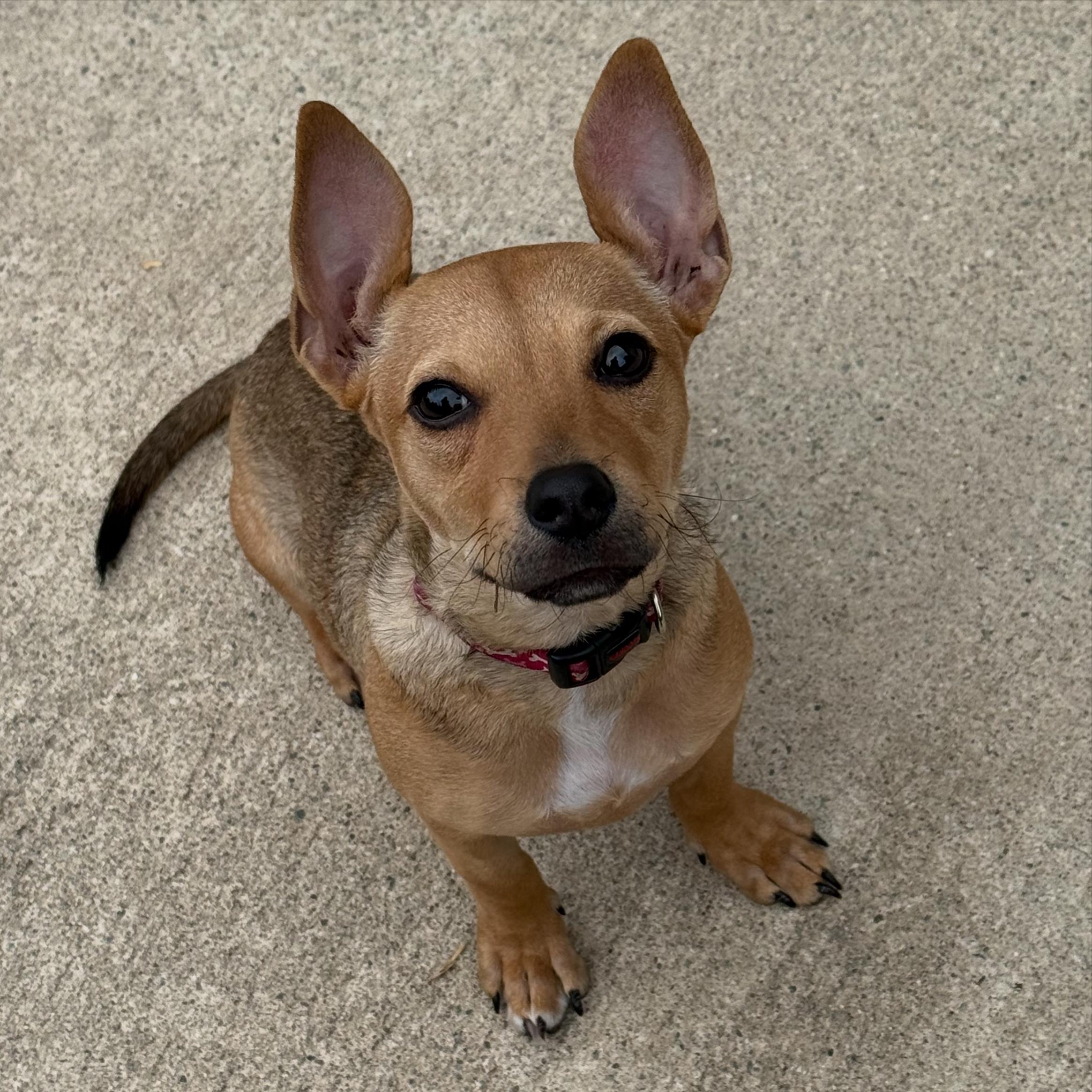Nellie, a Adoptable Chiweenie in Riverside, CA image 3/4