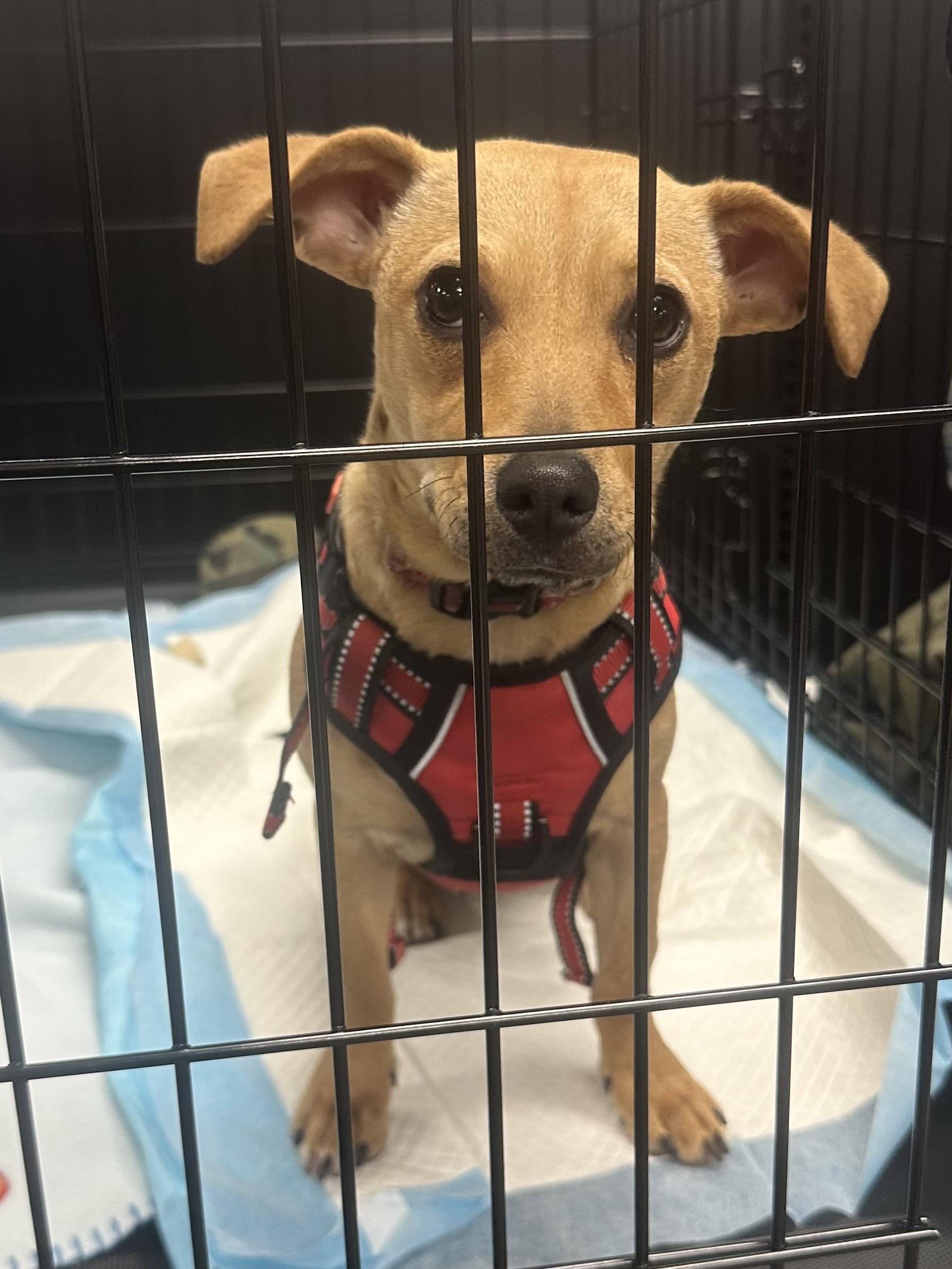 Nellie, a Adoptable Chiweenie in Riverside, CA image 4/4