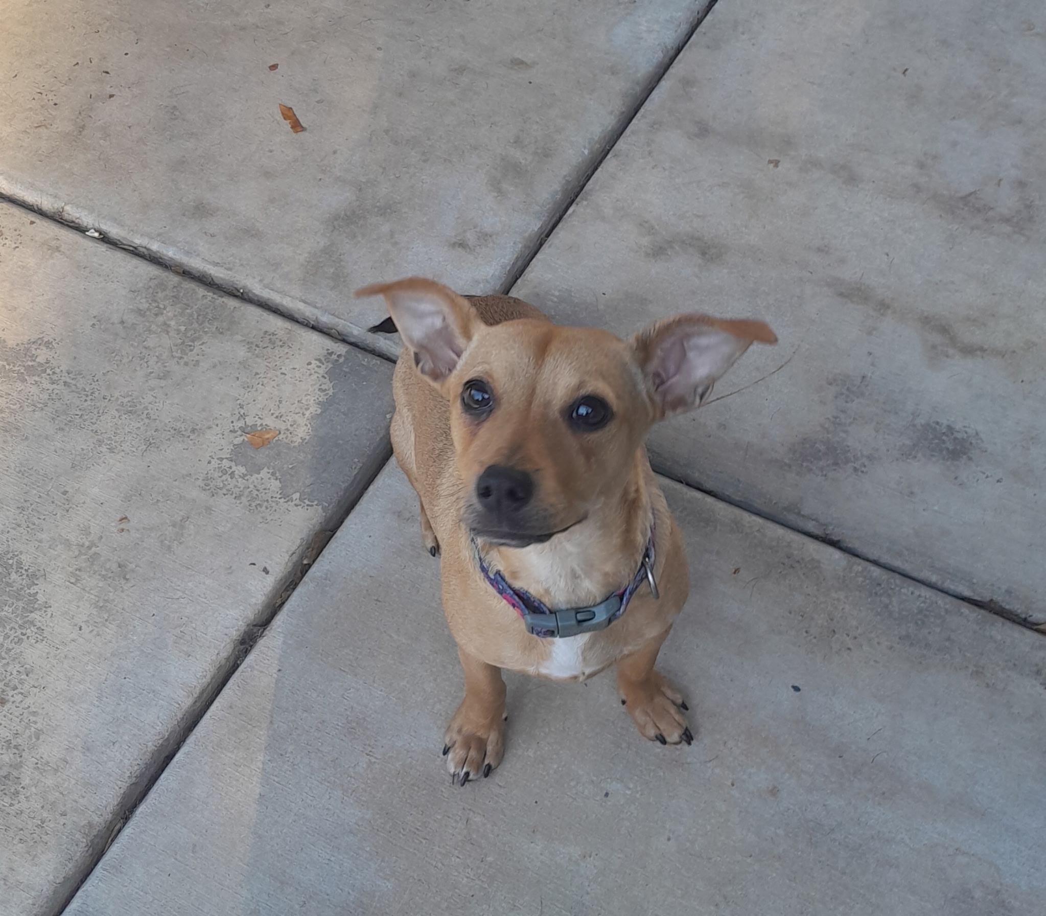 Enlarge Nellie, a Adoptable mixed breed in Riverside, CA image 4/4