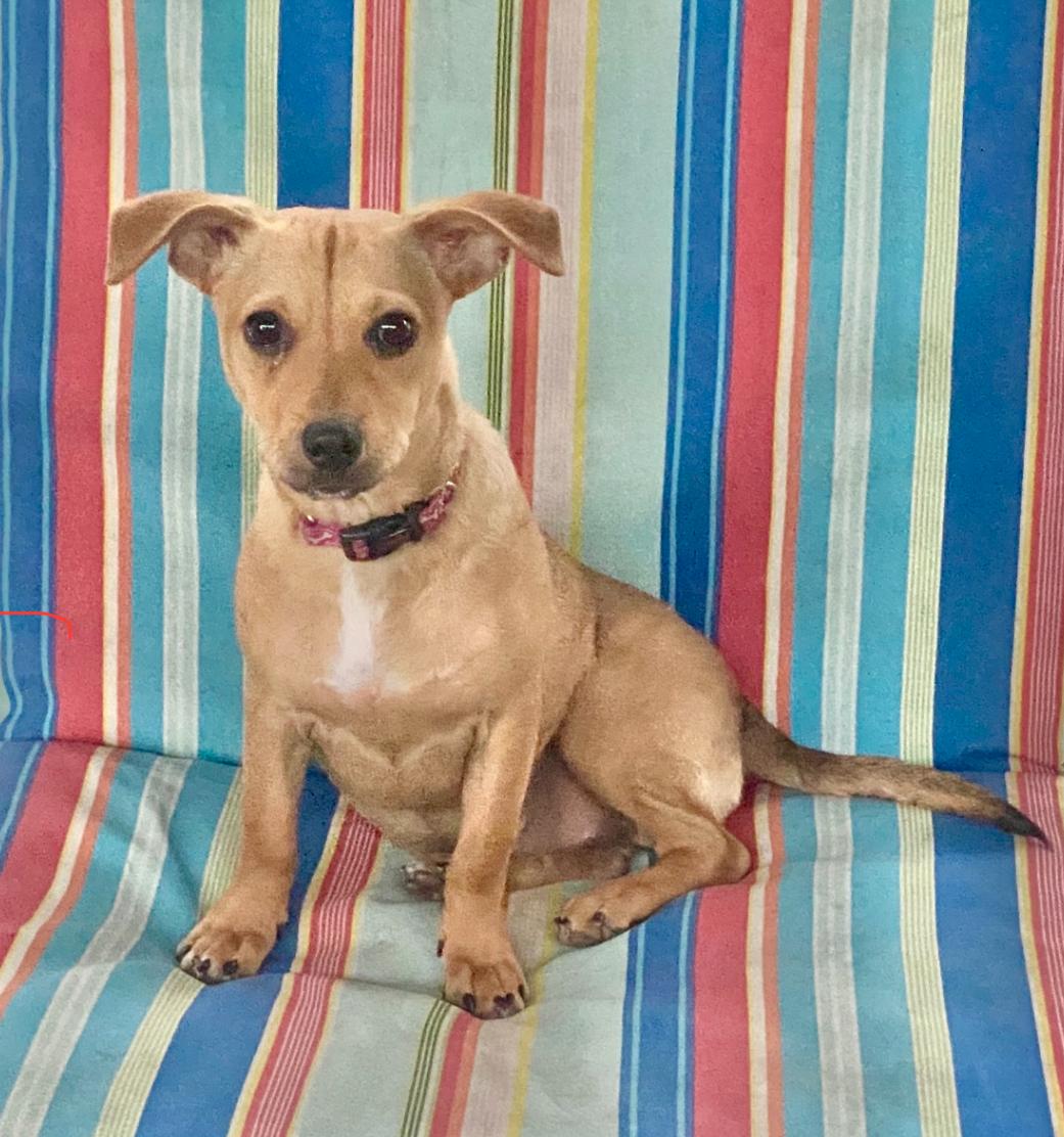 Nellie, Adoptable, Puppy Female Chiweenie.
