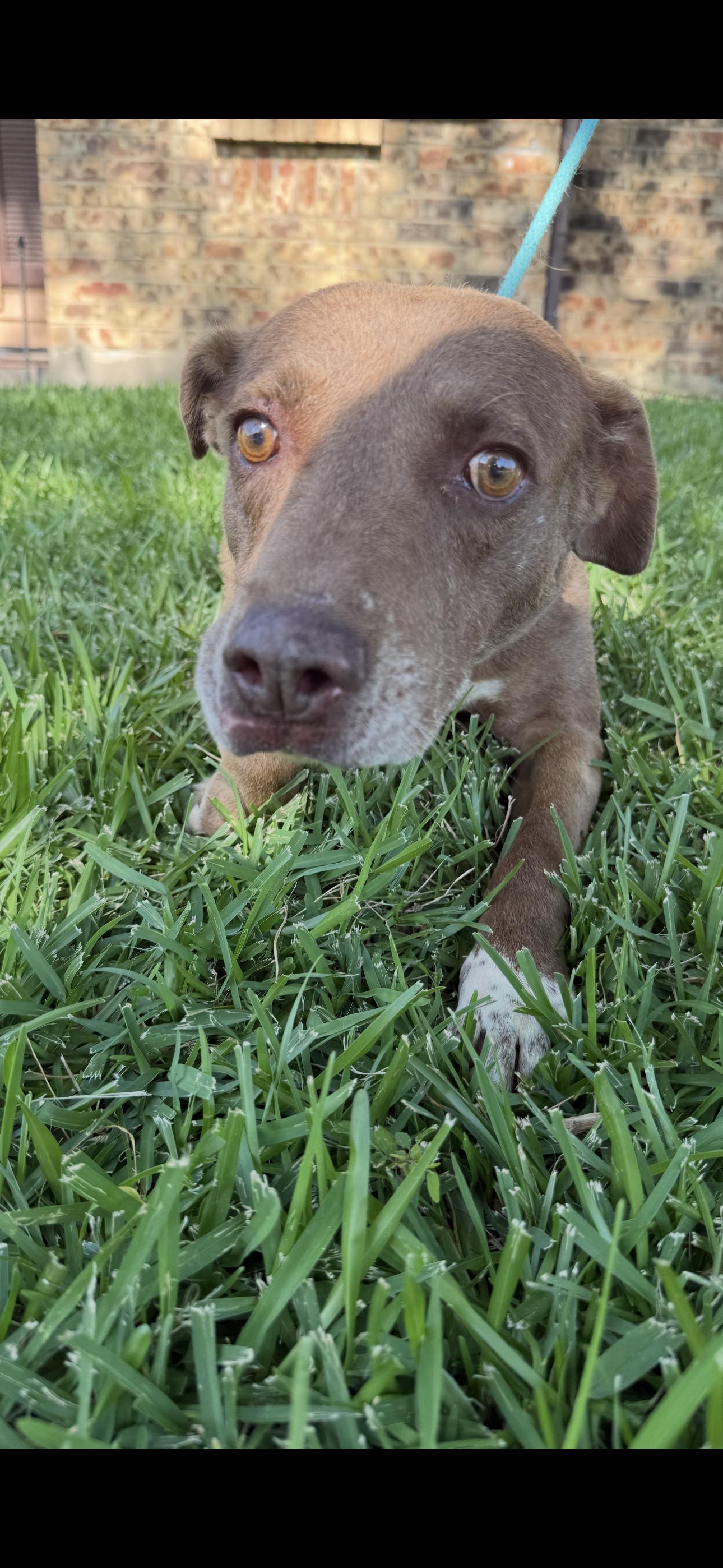 Rain j, Adoptable, Adult Male Labrador Retriever.
