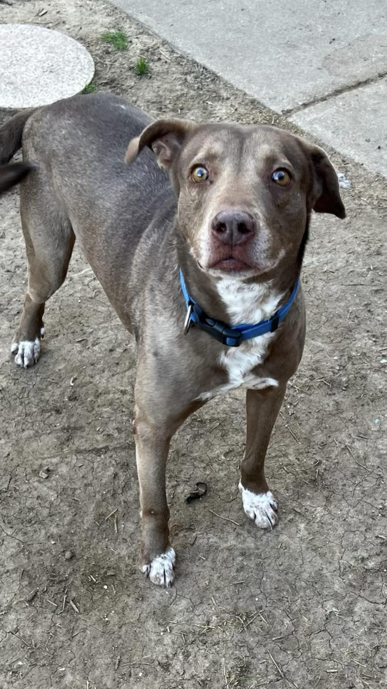 Rain j, a Adoptable mixed breed in Dallas, TX image 2/3