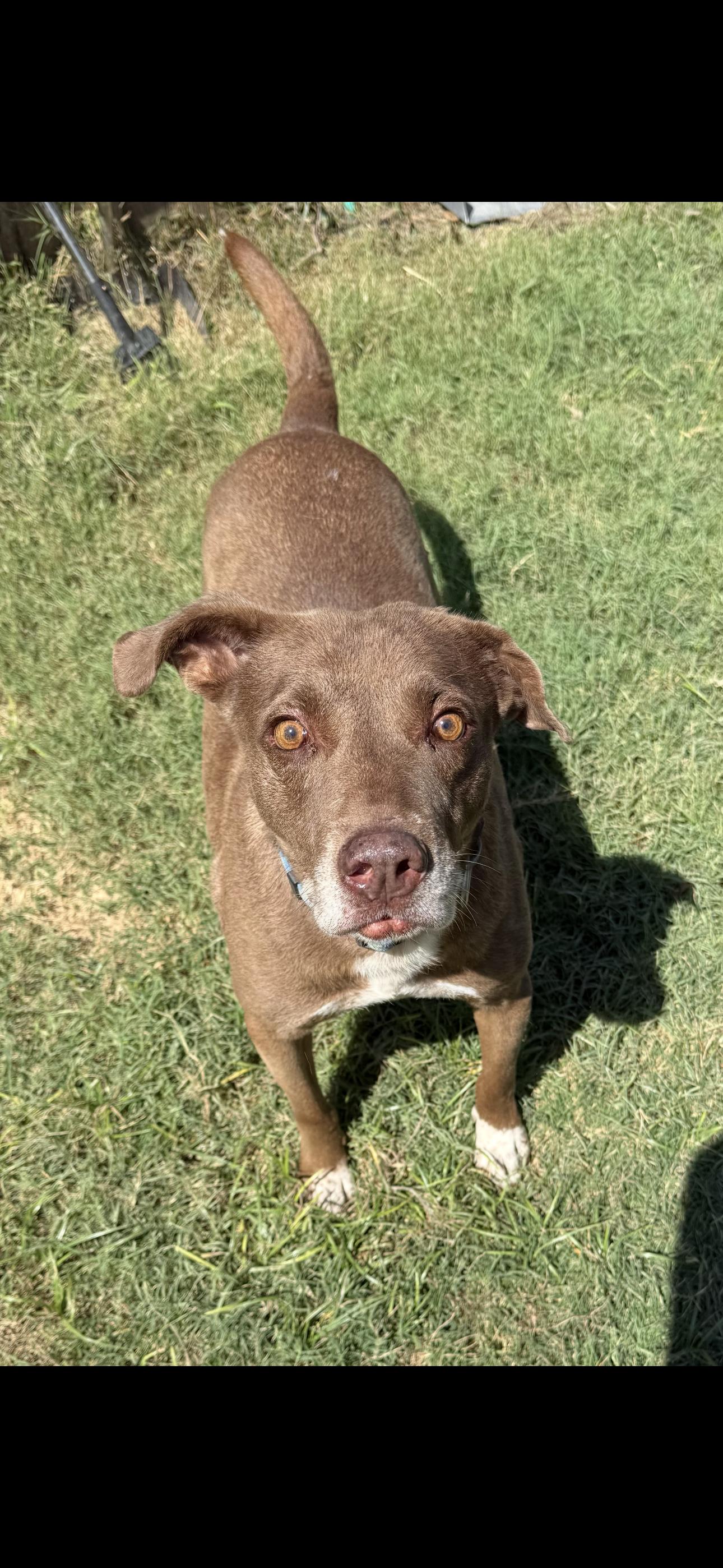 Rain j, a Adoptable mixed breed in Dallas, TX image 3/3