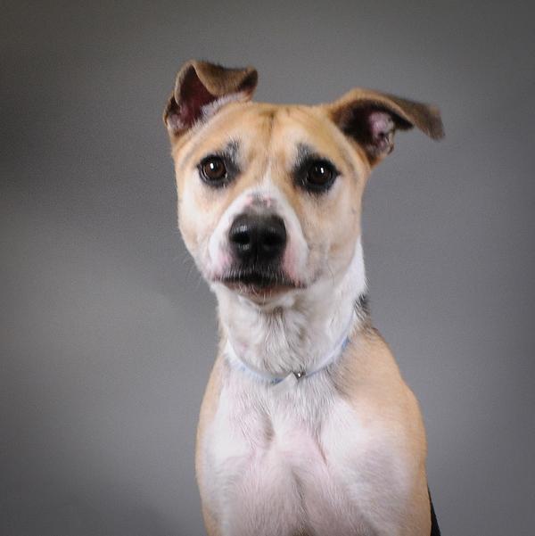 Marcus, Adoptable, Adult Male Shepherd.