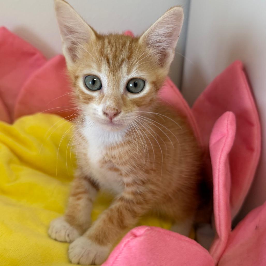 Enlarge Finn (OT 1), a Adoptable Domestic Short Hair in Floresville, TX image 1/1