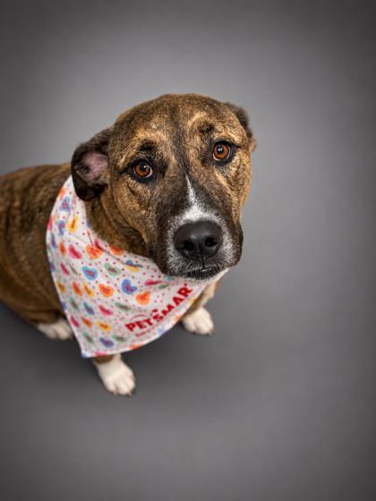 Freckles- Fully Sponsored, Adoptable, Adult Female Mountain Cur & Mixed Breed.