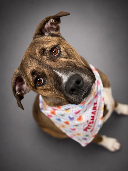 Enlarge Freckles- Fully Sponsored, a Adoptable mixed breed in Bowling Green, KY image 2/3