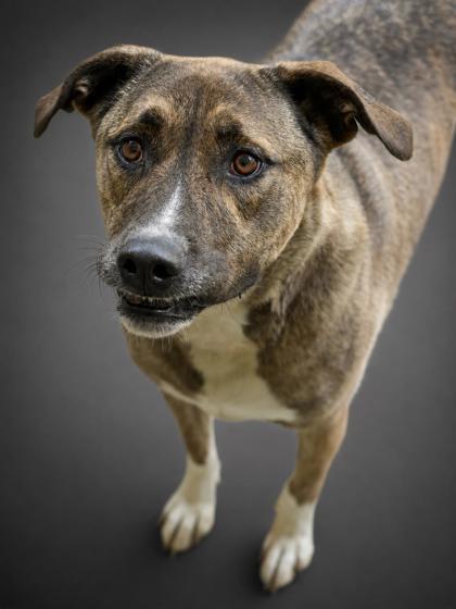 Enlarge Freckles- Fully Sponsored, a Adoptable mixed breed in Bowling Green, KY image 3/3