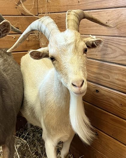 Jasper, Adoptable, Senior Male Goat.