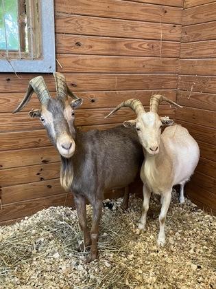 Enlarge Jasper, a Adoptable Goat in Quakertown, PA image 2/3