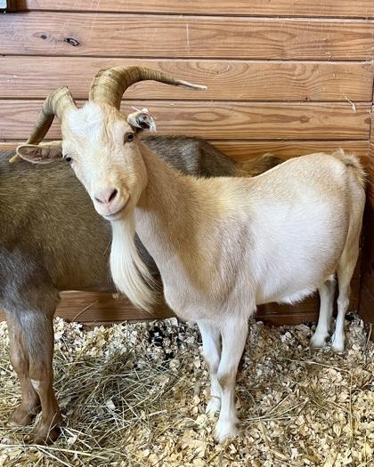 Enlarge Jasper, a Adoptable Goat in Quakertown, PA image 3/3