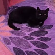 Enlarge Duchess Waffle Cone, a Adoptable Domestic Short Hair in Asheville, NC image 4/6