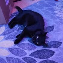 Enlarge Duchess Waffle Cone, a Adoptable Domestic Short Hair in Asheville, NC image 5/6