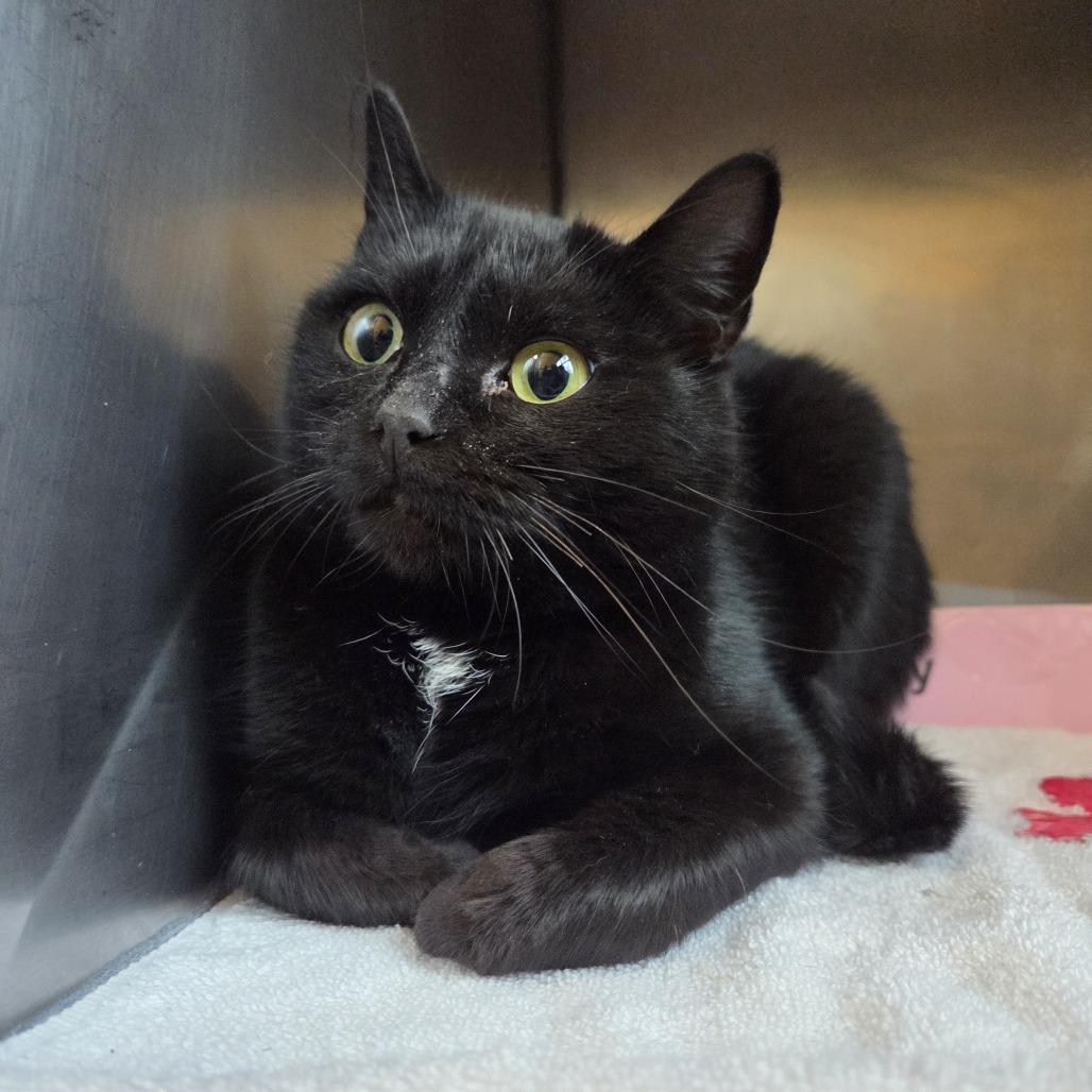 Enlarge Duchess Waffle Cone, a Adoptable Domestic Short Hair in Asheville, NC image 6/6