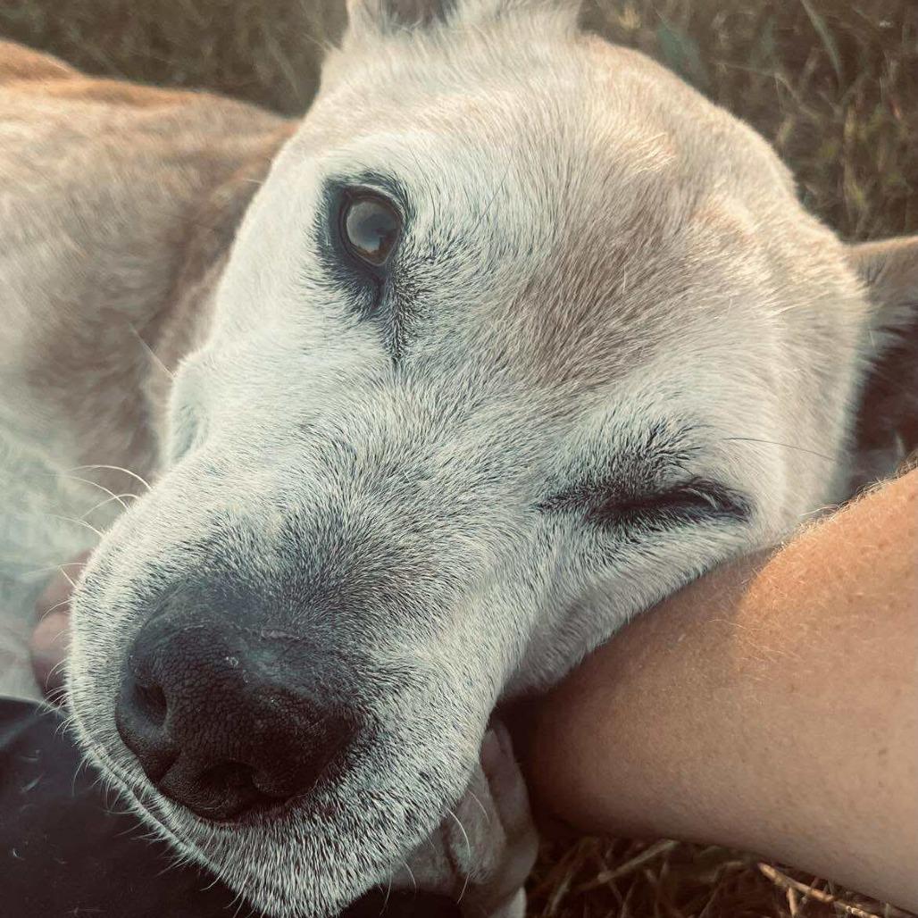 Hub, Adoptable, Senior Male Mixed Breed.