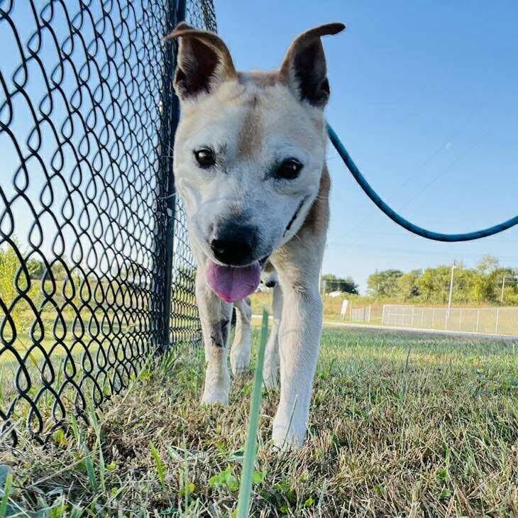 Enlarge Hub, a Adoptable Mixed Breed in Monticello, IA image 2/6