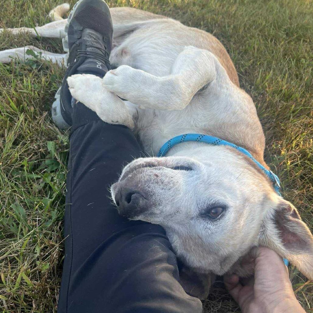Enlarge Hub, a Adoptable Mixed Breed in Monticello, IA image 4/6