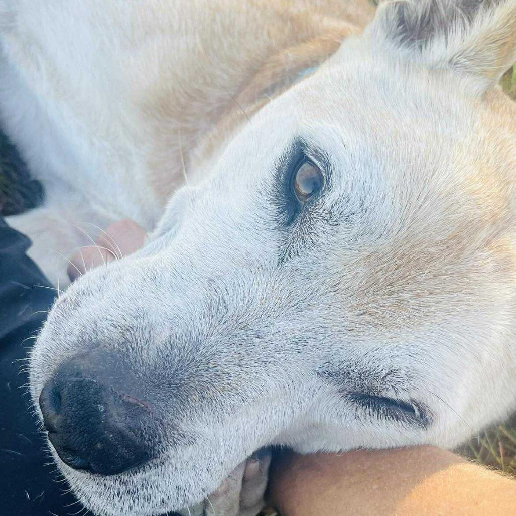 Enlarge Hub, a Adoptable Mixed Breed in Monticello, IA image 5/6