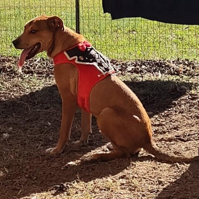 Enlarge Buddy , a Adoptable mixed breed in Sparta, GA image 1/3