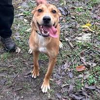 Enlarge Buddy , a Adoptable mixed breed in Sparta, GA image 2/3
