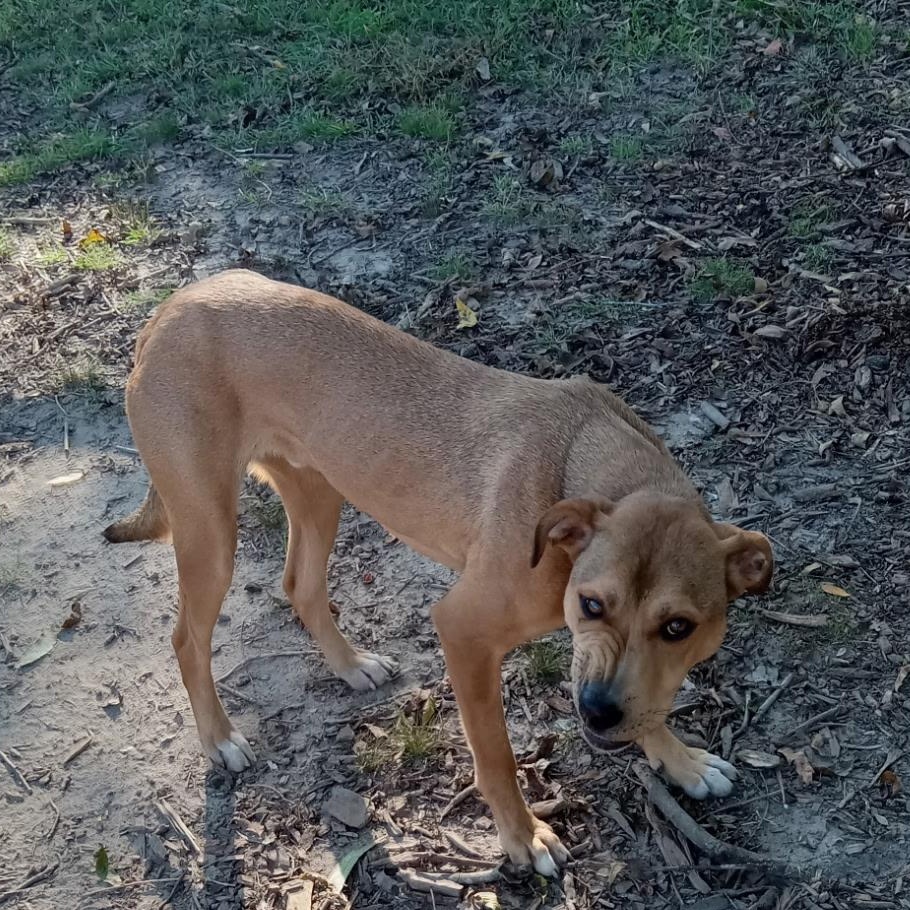 Enlarge Buddy , a Adoptable mixed breed in Sparta, GA image 3/3