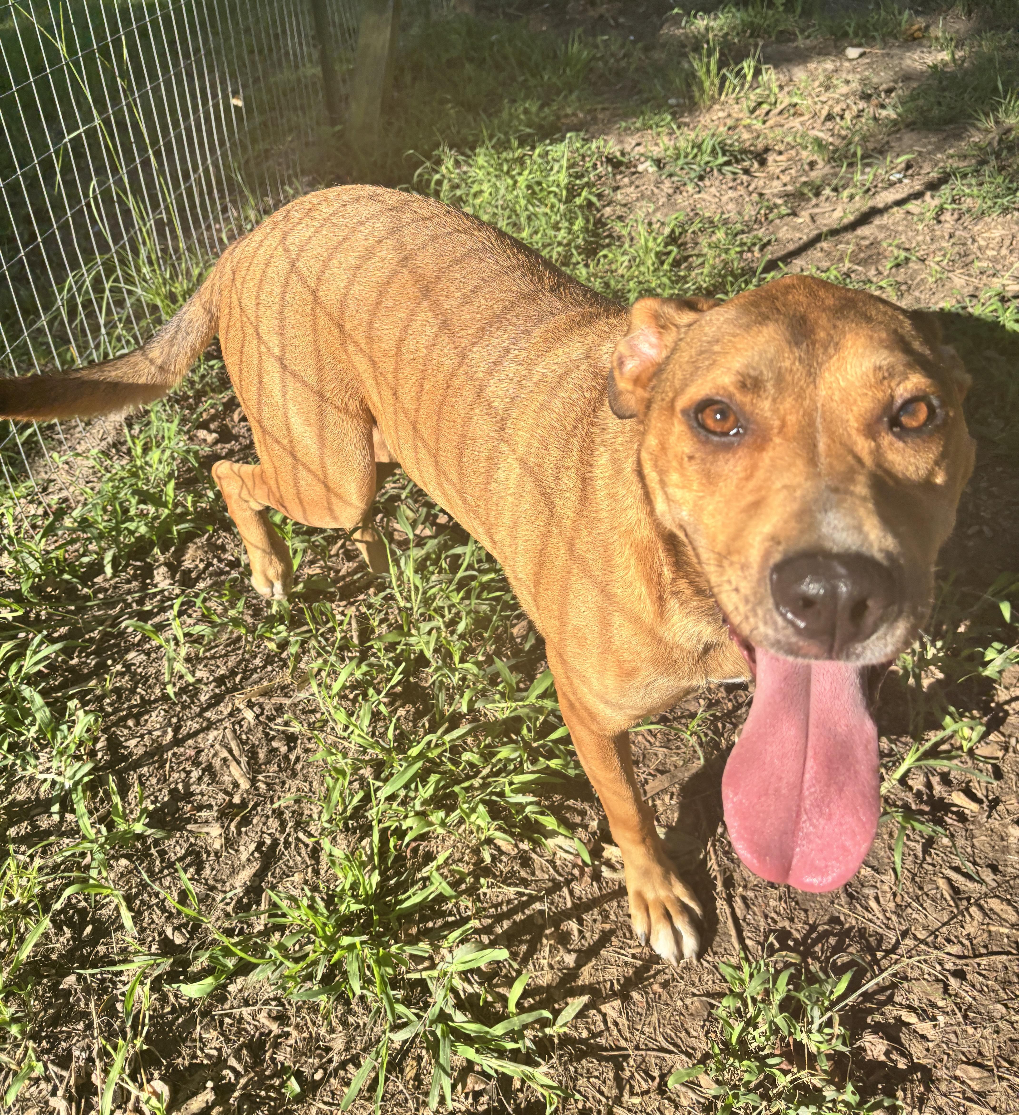 Buddy , a Adoptable mixed breed in Sparta, GA image 1/4