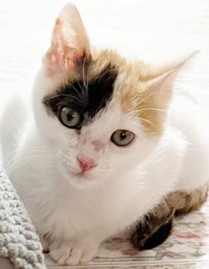 Buttercup J, ADOPTABLE, Kitten Female Domestic Short Hair.