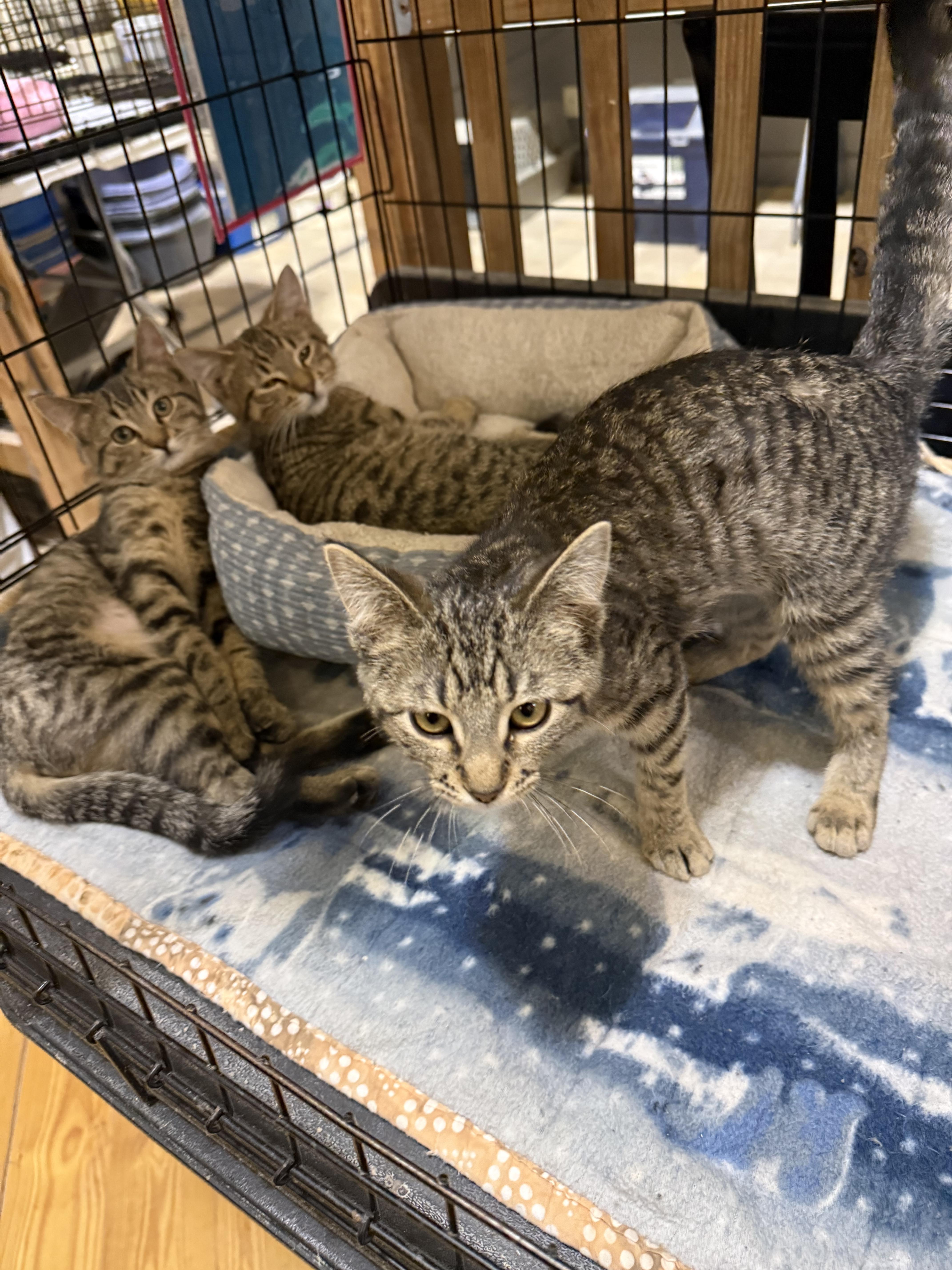 Enlarge TWISTER, a ADOPTABLE Tabby in Lake Ozark, MO image 2/2