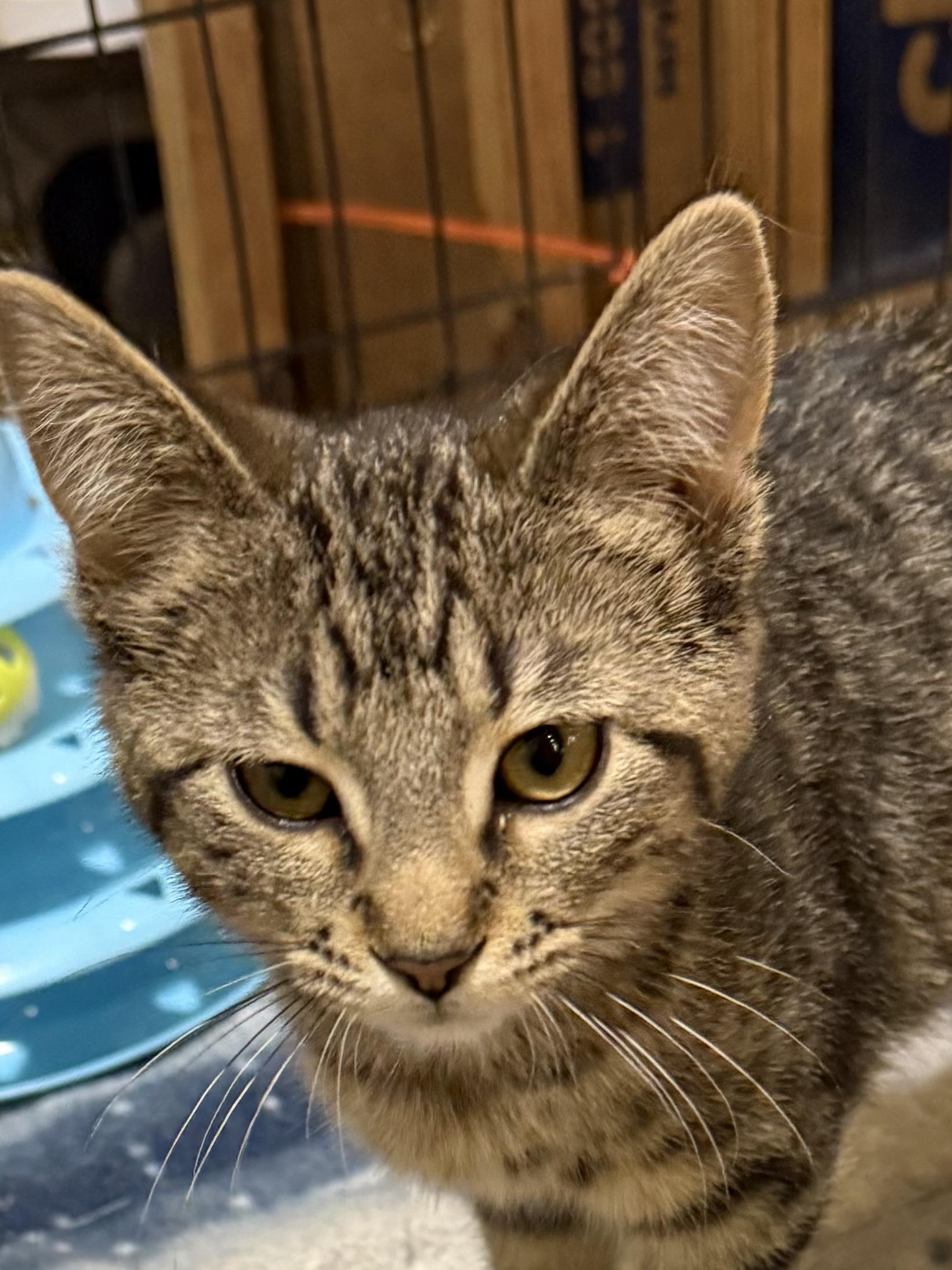 TWISTER, ADOPTABLE, Kitten Female Tabby.