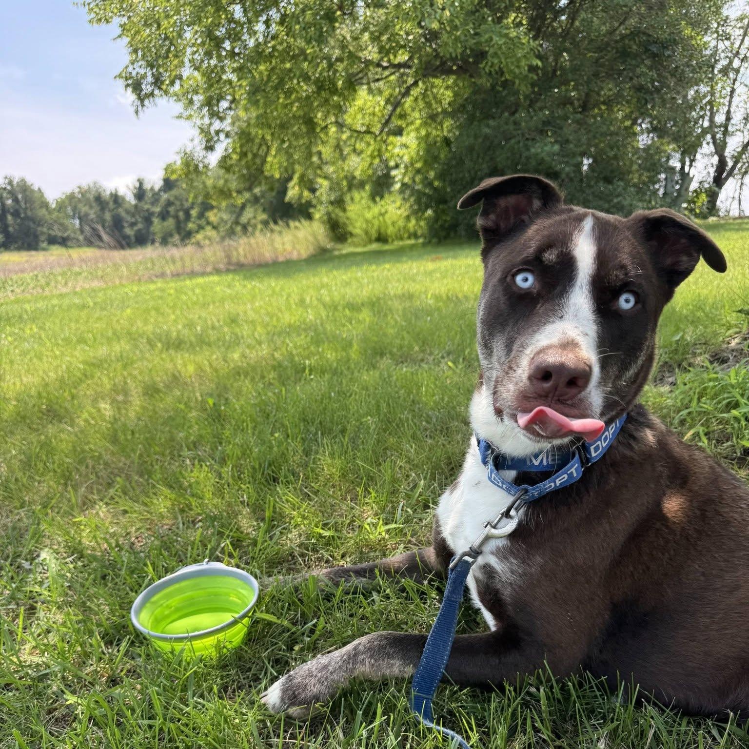 Dublin, ADOPTABLE, Young Male Mixed Breed.