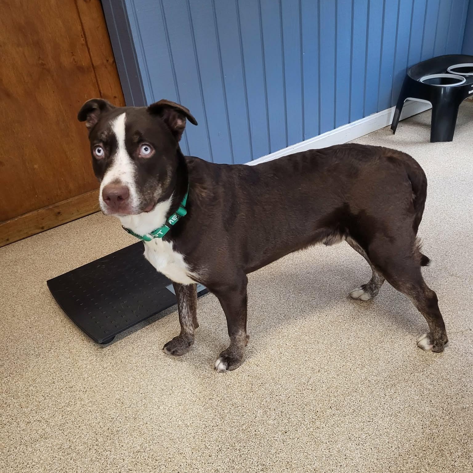 Enlarge Dublin, a ADOPTABLE Mixed Breed in Sunderland, MD image 2/5