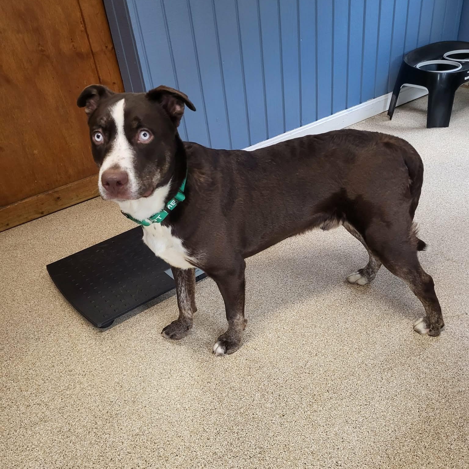 Enlarge Dublin, a ADOPTABLE Mixed Breed in Sunderland, MD image 4/5