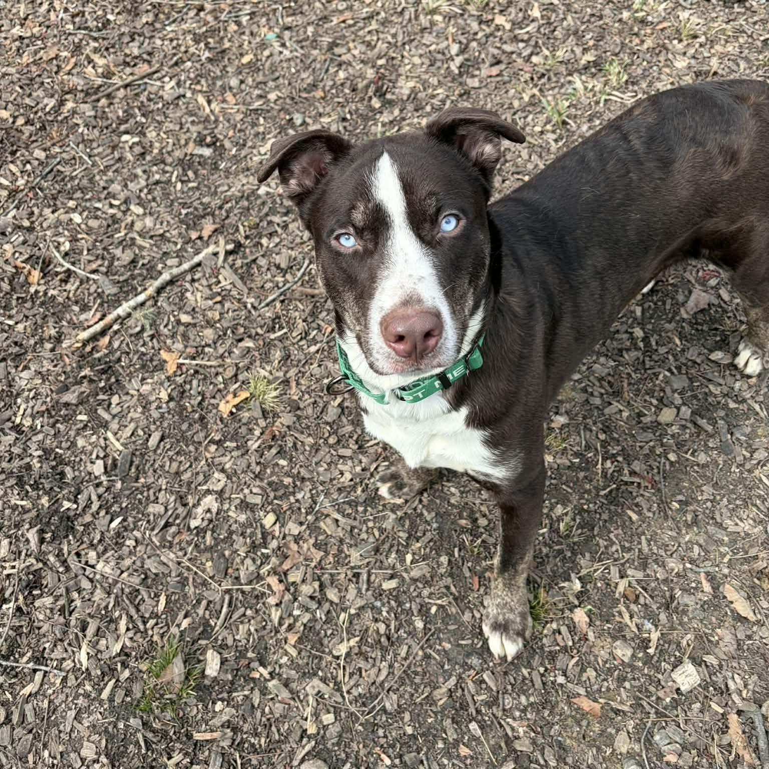 Enlarge Dublin, a ADOPTABLE Mixed Breed in Sunderland, MD image 1/5