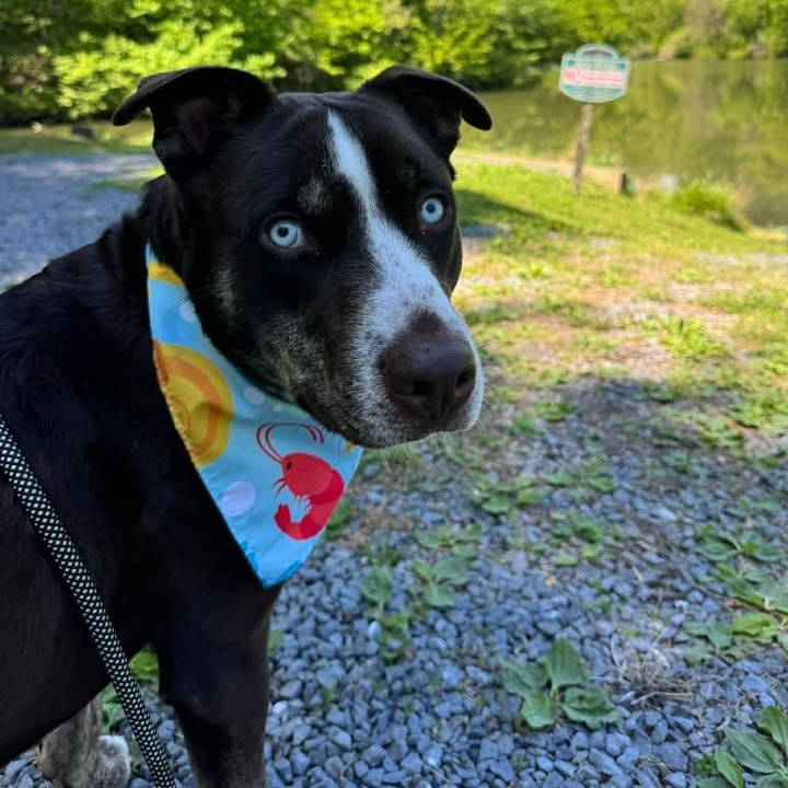 Enlarge Dublin, a ADOPTABLE Mixed Breed in Sunderland, MD image 3/5
