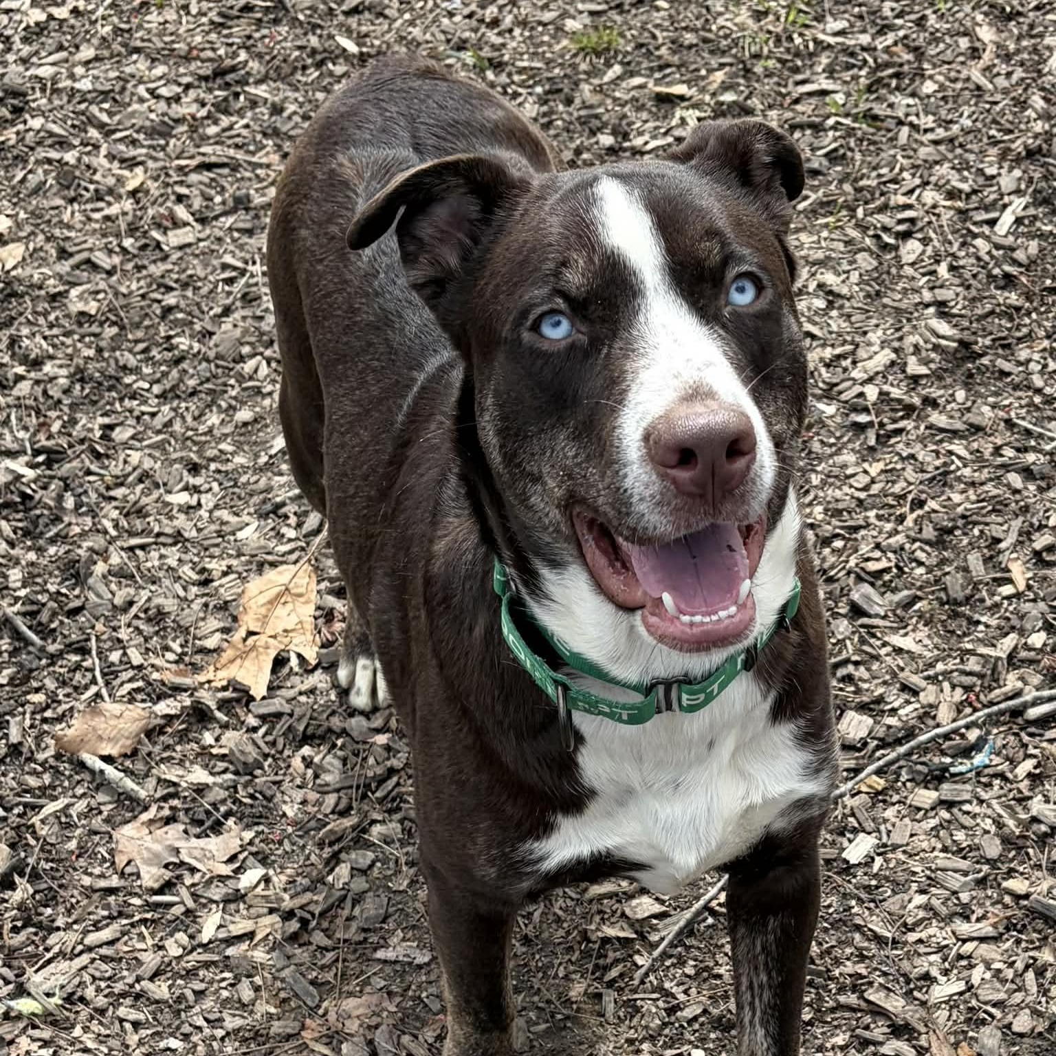 Enlarge Dublin, a ADOPTABLE Mixed Breed in Sunderland, MD image 2/5