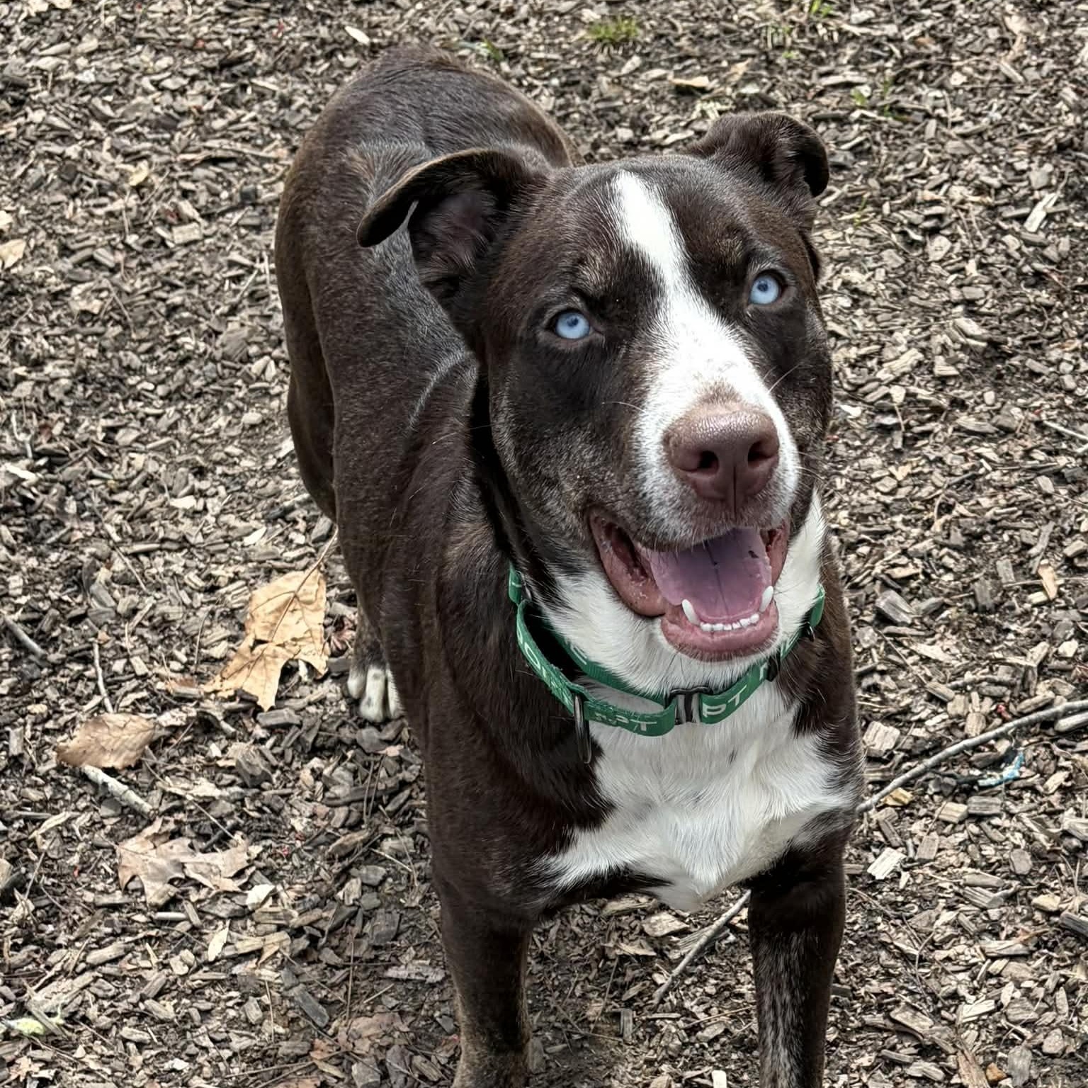 Enlarge Dublin, a ADOPTABLE Mixed Breed in Sunderland, MD image 1/5