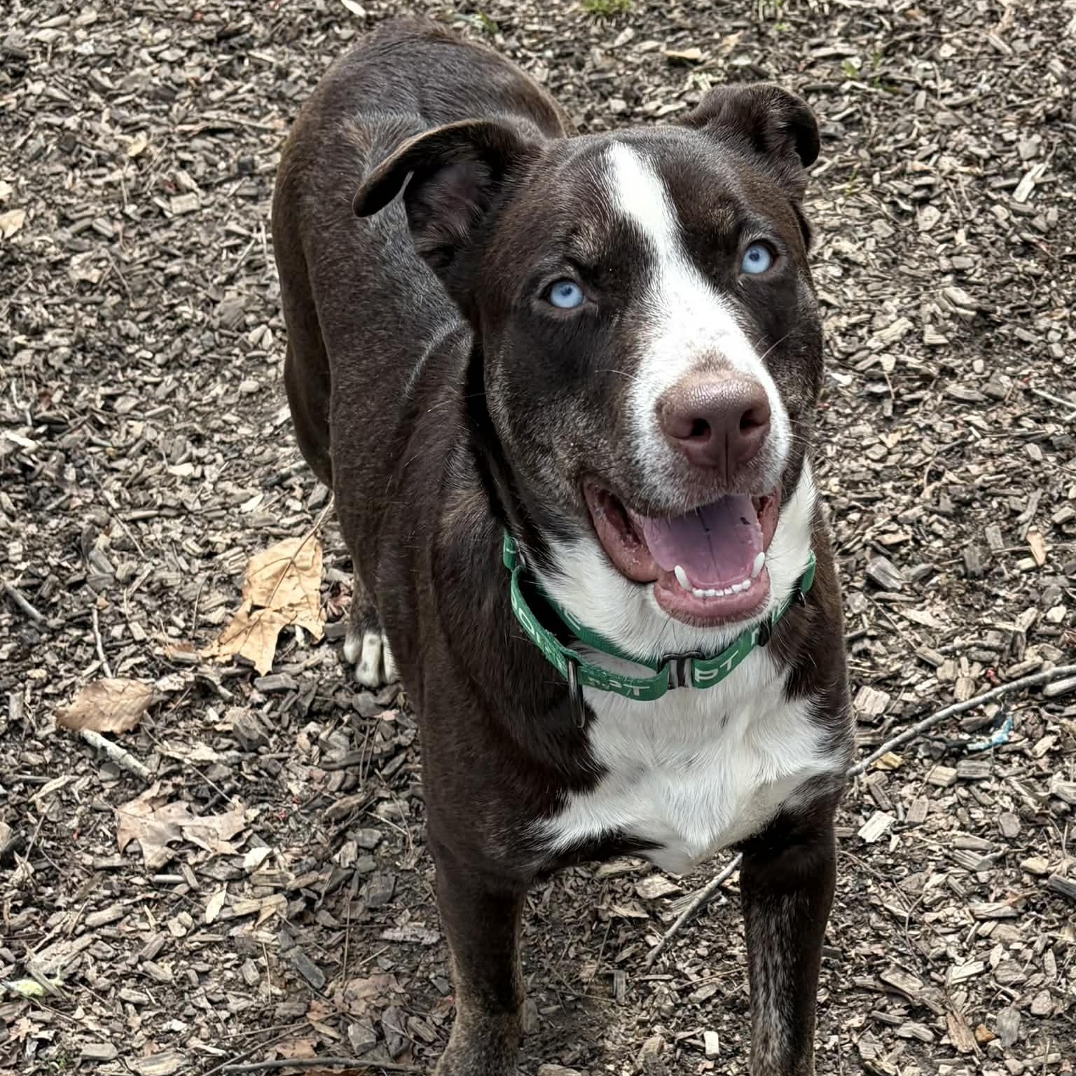 Enlarge Dublin, a ADOPTABLE Mixed Breed in Sunderland, MD image 2/5