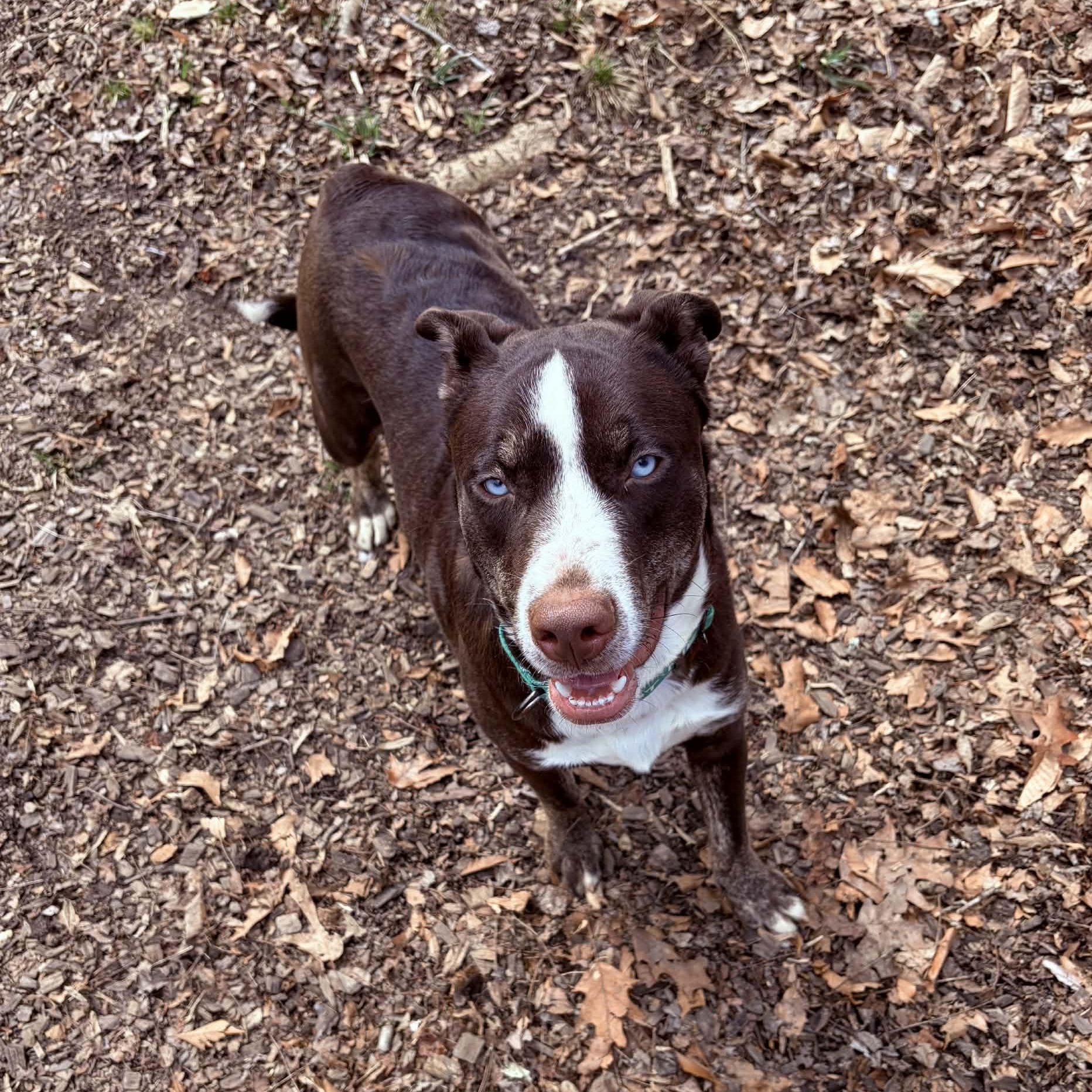 Dublin, ADOPTABLE, Young Male Mixed Breed.