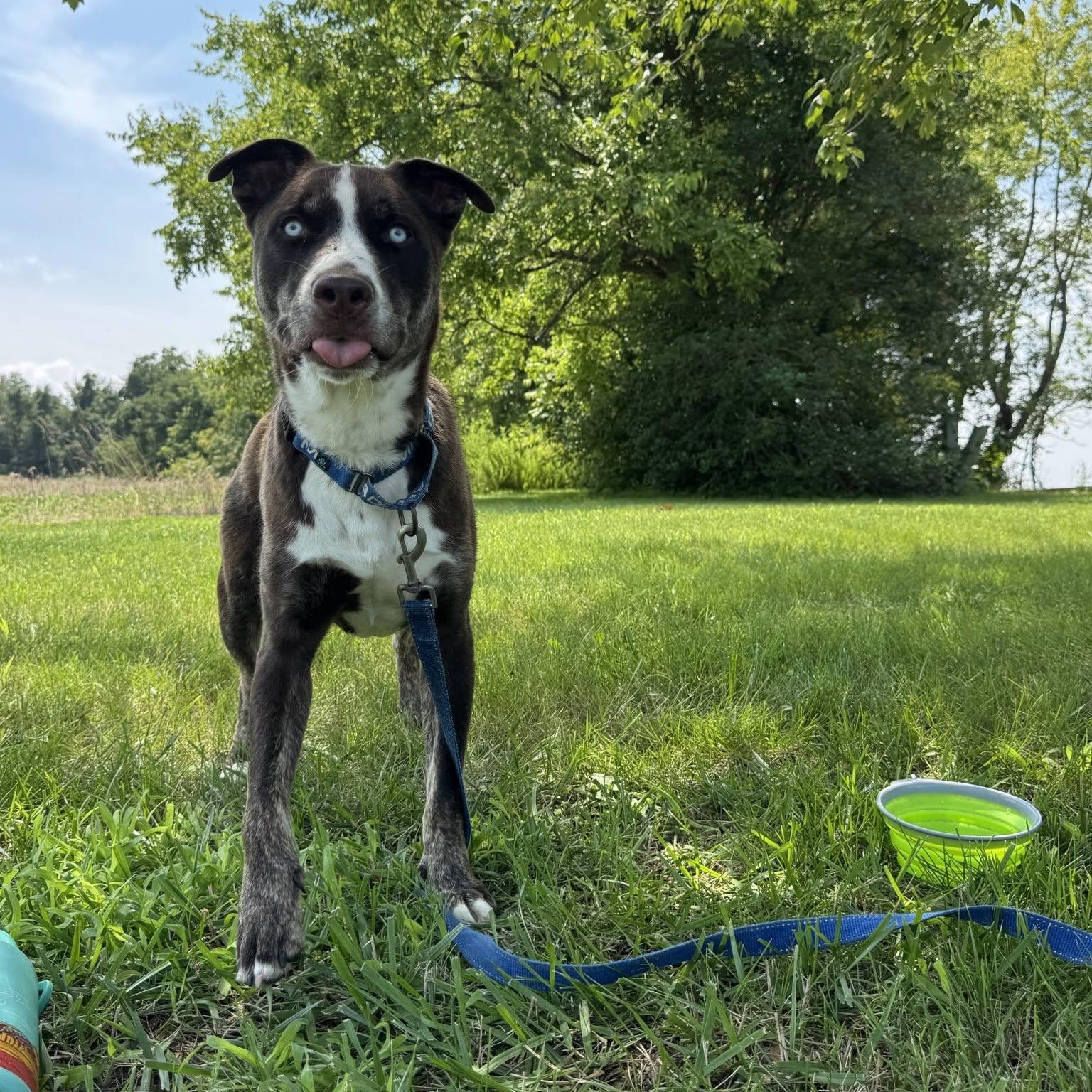 Enlarge Dublin, a ADOPTABLE Mixed Breed in Sunderland, MD image 2/6