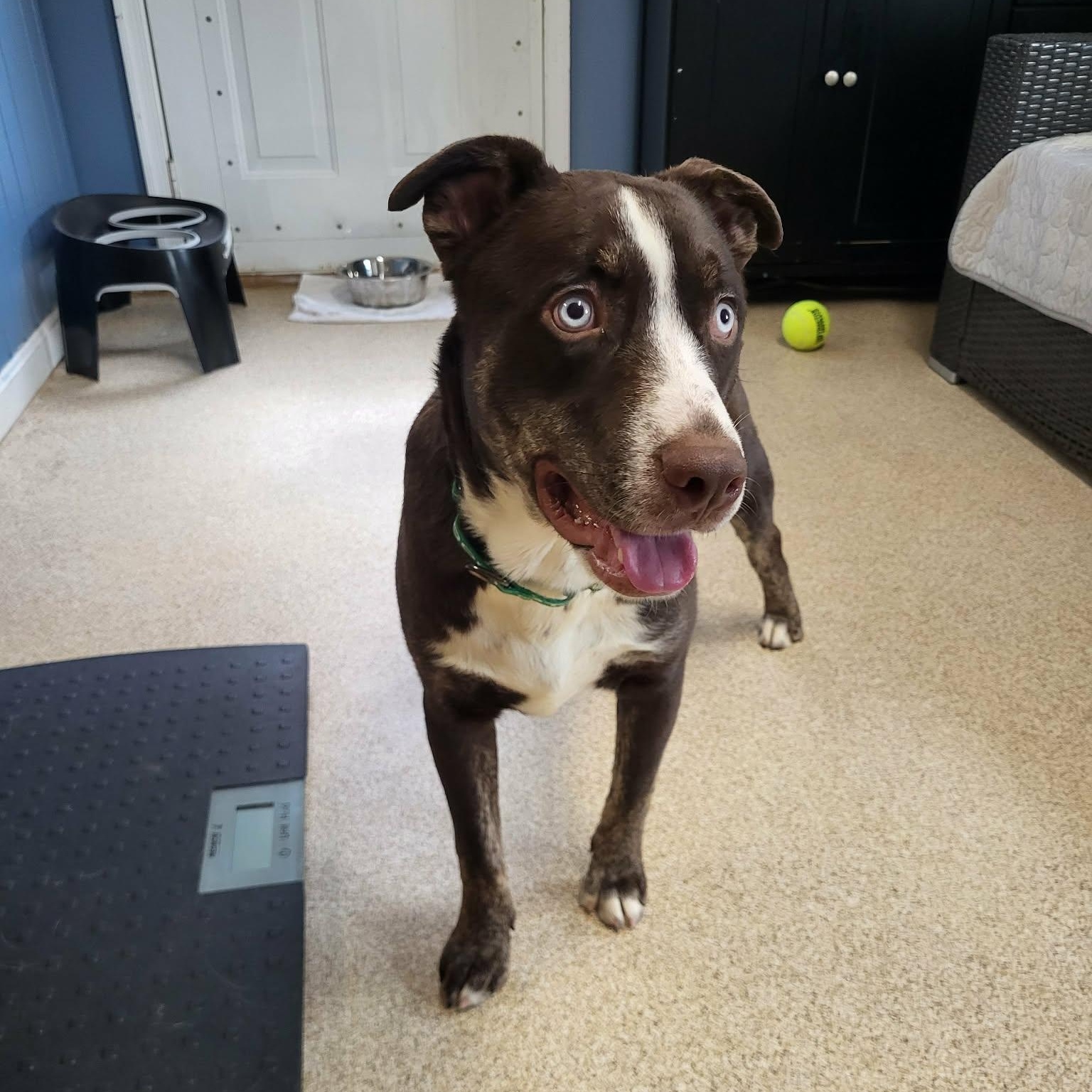 Enlarge Dublin, a ADOPTABLE Mixed Breed in Sunderland, MD image 4/5