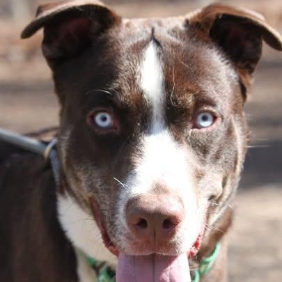 Enlarge Dublin, a ADOPTABLE Mixed Breed in Sunderland, MD image 1/5