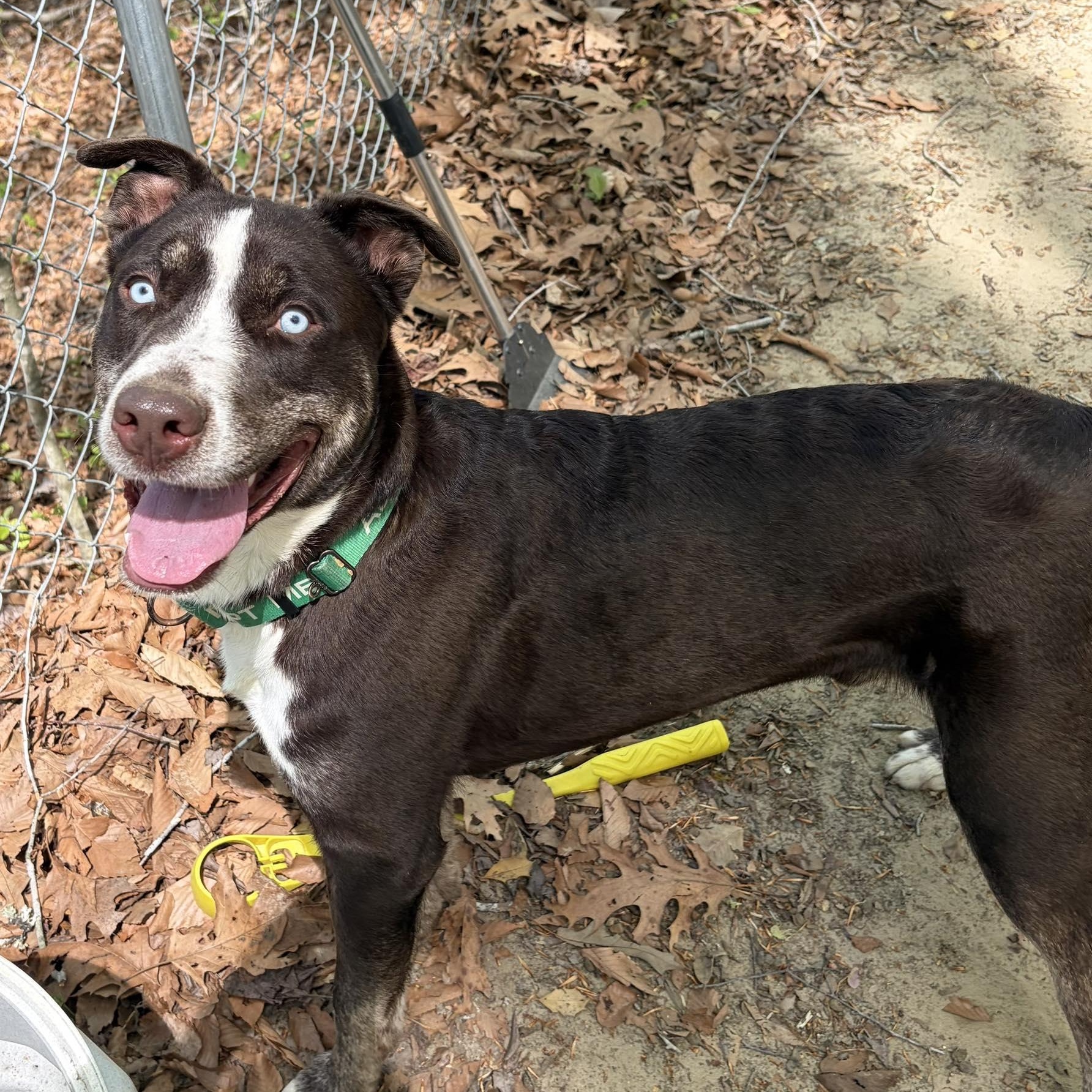 Enlarge Dublin, a ADOPTABLE Mixed Breed in Sunderland, MD image 4/5